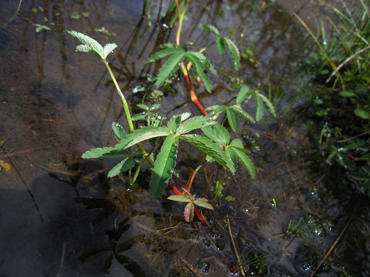Potentilla palustris